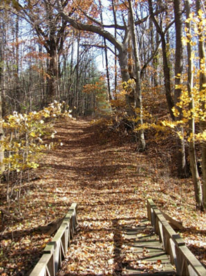 The bridge in the woods in autumn