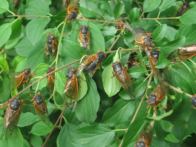 Cicada photograph