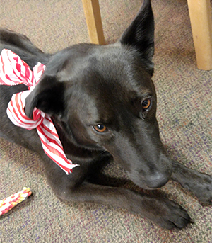 Tripod with Christmas bow