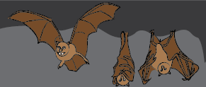 Bats!
