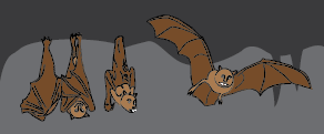 Bats!
