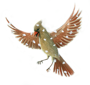 Female cardinal