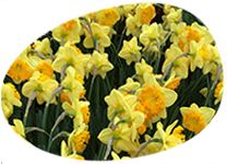 flower egg