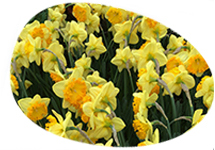 flower egg