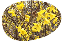 flower egg