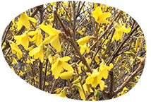 flower egg