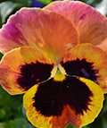pansy