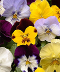 pansies