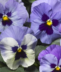 pansies