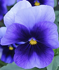 pansy
