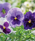 pansies