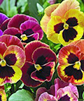 pansies