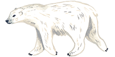 polar bear illustration