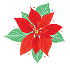 poinsetta