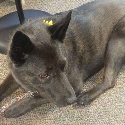photo of dog