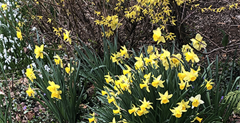 spring flowers