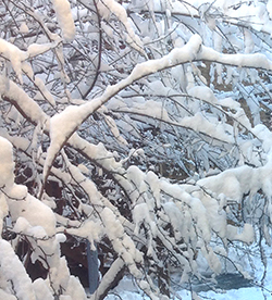 snow on bushes