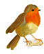 robin