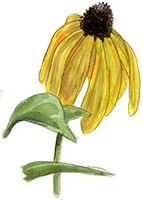 Coneflower