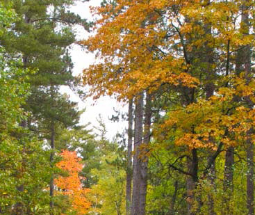 Autumn leaves