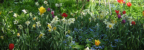 spring flowers