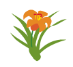 day lily