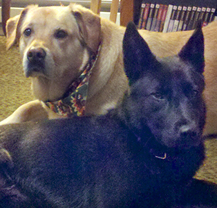 The Beagle Book Dogs
