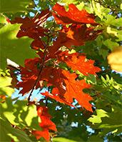 Autumn leaves